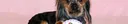 Tiere